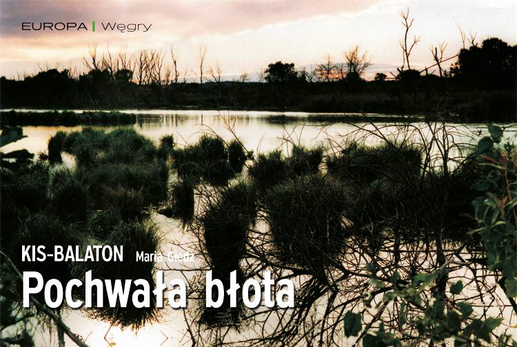 Losowy darmowy artykuł